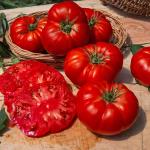 Potagères - Tomate Marmande VR - face recto